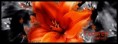 /album/signatury/flower-jpg/