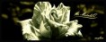 /album/signatury/for-you-jpg/